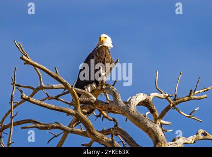 A majestic Bald Eagle (Haliaeetus leucocephalus) perches in the top of a tree in Bryce Canyon City, Garfield County, Utah, USA. Stock Photo