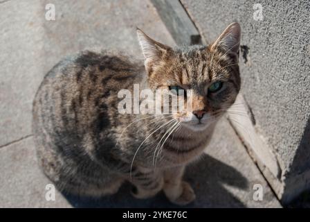 A beautiful domestic cat sitting in front of a store, looking up and asking for food. Stock Photo