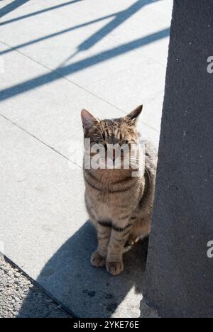 A beautiful domestic cat sitting in front of a store, looking up and asking for food. Stock Photo