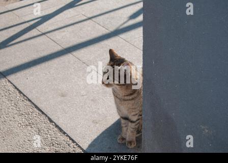 A beautiful domestic cat sitting in front of a store, looking up and asking for food. Stock Photo