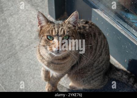 A beautiful domestic cat sitting in front of a store, looking up and asking for food. Stock Photo