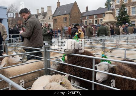 The annual Christmas Fatstock Market and Show, the market held in temporary penning in the towns market square. Judging the Herdwick sheep that are wearing a Christmas decoration. Uppingham, Rutland, England 24th November 2021. Stock Photo