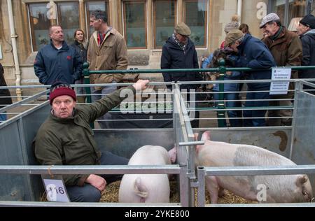 UK farmer at the annual Christmas Fatstock Market and Show, held in temporary livestock pens in a town market square. The farmer is showing his prize, best pigs, they will be judged for their quality size  colour etc and then auctioned off. Uppingham, Rutland, England 24th November 2021 2020s  HOMER SYKES Stock Photo