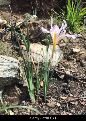 Common Beardless Irises (Limniris Stock Photo - Alamy