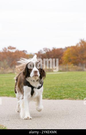 English Springer Spaniel Walking during Fall time on a trail Stock Photo