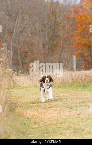 English Springer Spaniel Walking during Fall time on a trail Stock Photo