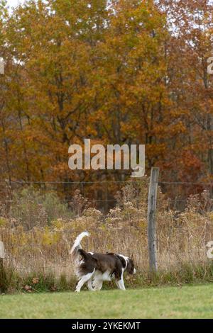 English Springer Spaniel Walking during Fall time on a trail Stock Photo