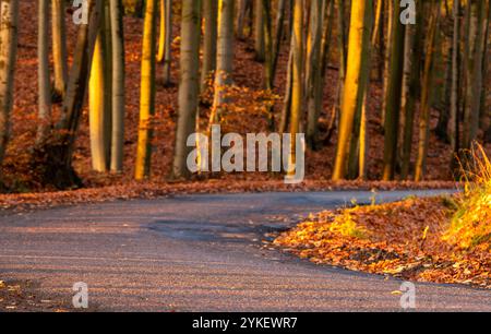 Asphalt road through an autumn forest Stock Photo - Alamy