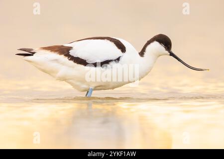 Close-up of a Pied Avocet, Recurvirostra avosetta, foraging in blue water Stock Photo