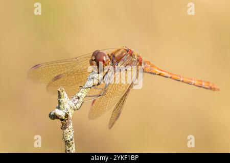 View of a common Darter, Sympetrum striolatum, male with his wings spread he is drying his wings in the early, warm sun light. Stock Photo