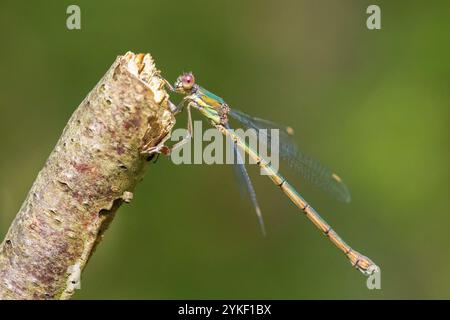 Detail closeup of a western willow emerald damselfly, Chalcolestes viridis, insect resting in the sun Stock Photo