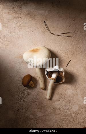 This image features a variety of mushrooms laid on a rustic, textured surface, providing a natural and earthy feel perfect for culinary and nature the Stock Photo