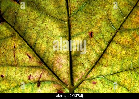 A detailed macro photograph showcasing the intricate vein pattern and texture of a green autumn leaf tinged with hints of yellow and brown Stock Photo