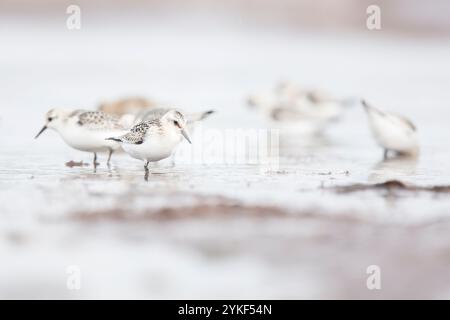 A group of sandpipers search for food along a tranquil beach, their reflections mirrored on the wet sand. Stock Photo