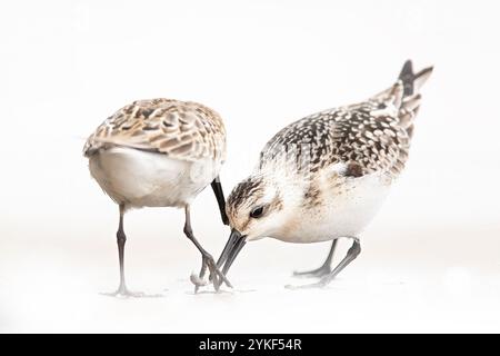Two sandpipers are captured in the act of foraging on the beach, their beaks probing the sand for food against a seamless white background. Stock Photo