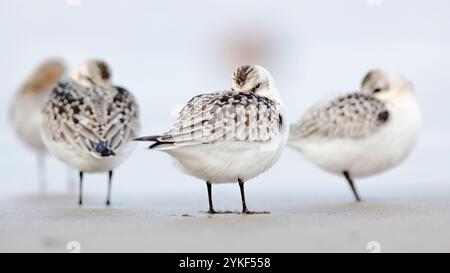 A quartet of sandpipers is captured resting on a tranquil beach, their feathers blending with the sandy hues. Stock Photo
