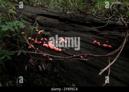 A cluster of bright pink fungi growing on a moss-covered, fallen log in a lush, green forest The scene captures the intricate beauty of nature and its Stock Photo