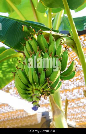 A bunch of raw green bananas growing on a tree with vibrant leaves, set against a bright outdoor backdrop. Stock Photo