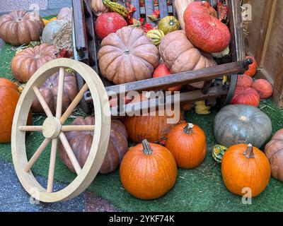 Vibrant fall harvest scene featuring an array of pumpkins of various sizes and colors neatly arranged around an old-fashioned wooden wheelbarrow, embo Stock Photo