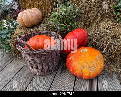 A festive autumn harvest display featuring a variety of pumpkins in a woven basket, with vivid hay bales and seasonal flowers in the background, perfe Stock Photo