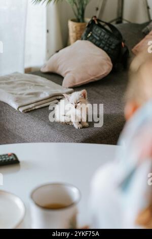 A serene image of a fluffy white kitten with a soft gaze, comfortably resting on a gray sofa adorned with cozy textiles and a pillow, creating a tranq Stock Photo