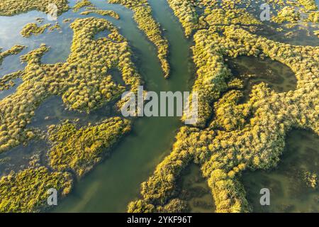 An aerial photograph captures the intricate patterns and vibrant greens of a southern swamp, bathed in the warm golden light of a setting sun Stock Photo