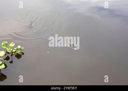 Alligator glides silently across the still waters of the Mississippi River swamp in Louisiana Partially submerged, it blends into the water's surface, Stock Photo