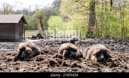 Group of pigs comfortably resting in muddy surroundings at a rustic farm, with a backdrop of lush green trees and a wooden shed Stock Photo