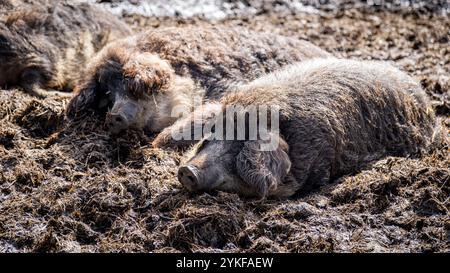 Various pigs rest comfortably in the mud, showcasing their thick, matted fur and natural habitat Stock Photo