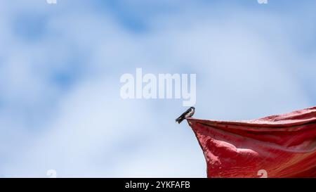 A small bird perched on the tip of a vibrant red structure against a soft blue sky with scattered white clouds The image captures a serene and minimal Stock Photo
