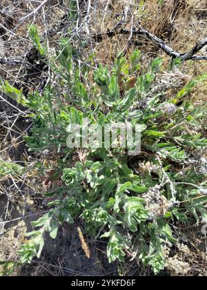 Hispid goldenaster (Heterotheca hispida Stock Photo - Alamy