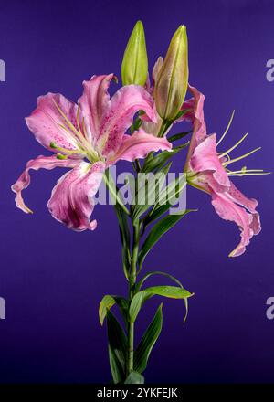 A close-up shot of a pink Oriental lily in full bloom with dewdrops on its petals, surrounded by green buds, set against a rich purple background. Stock Photo