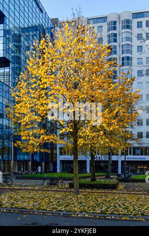 Rotterdam, The Netherlands, November 17, 2024: sunlit golden tree in front of modern facades on downtown Weena boulevard Stock Photo