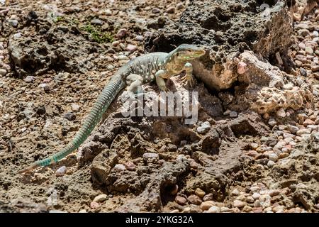 A Curaçao running lizard (Cnemidophorus murinus ruthveni) sits on weathered coral rock at Boka Pistol, Sabana Westpunt, Curaçao. The slender, endemic species is, alongside the green iguana (Iguana iguana), one of the reptile species native to the island. Stock Photo