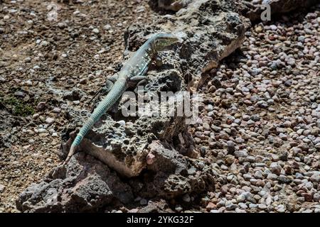 A Curaçao running lizard (Cnemidophorus murinus ruthveni) basks on a rock at Boka Pistol, Sabana Westpunt, Curaçao. The slender, blue-grey species is endemic to the island. Stock Photo