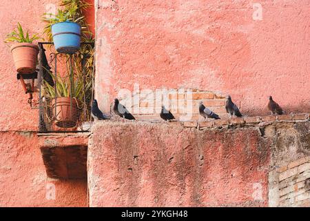 City pigeons perched on a stone ledge along a weathered red wall in Guanajuato, Mexico. Stock Photo