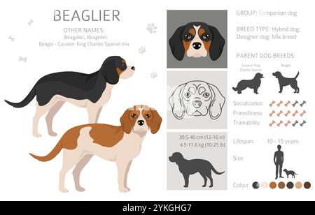 Beagle Cavalier King Charles Spaniel mix. Beaglier clipart. Different coat colors set.  Vector illustration Stock Vector