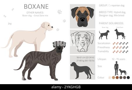 Boxane clipart. Boxer dog Great Dane mix. Different coat colors set ...