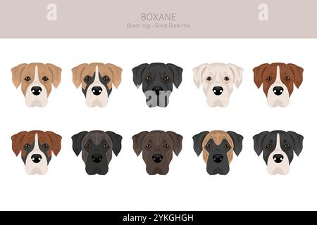 Boxane clipart. Boxer dog Great Dane mix. Different coat colors set ...