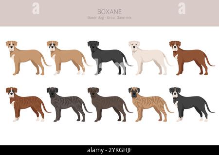 Boxane clipart. Boxer dog Great Dane mix. Different coat colors set ...