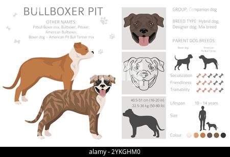 Bullboxer Pit clipart. Boxer dog American Pit bull terrier mix. Different coat colors set.  Vector illustration Stock Vector