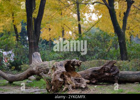 A fallen tree trunk lies in a park surrounded by autumn-colored trees. The bark is rough and weathered, and the wood is gnarled and twisted. Stock Photo