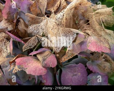 Dark purple and dry brown skeletonized hydrangea flowers in the autumn. Hortensia weathered inflorescence. Stock Photo