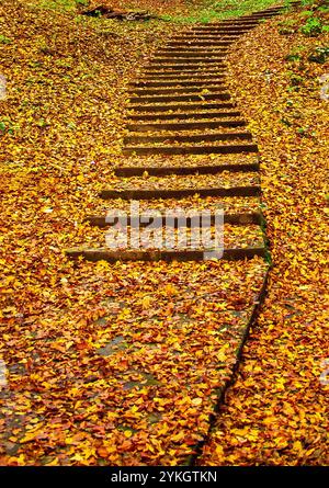 A way into autumn. A photo representing a curved staircase in an autumn forest, covered by autumn leaves. It was presented in numerous exhibitions. Stock Photo