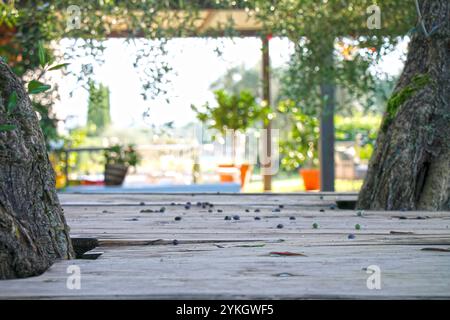 View of blurred garden background from vintage wooden table among old trees. Stock Photo
