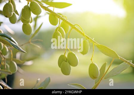 Bunch of green olives on a branch in sunlight closeup. Stock Photo