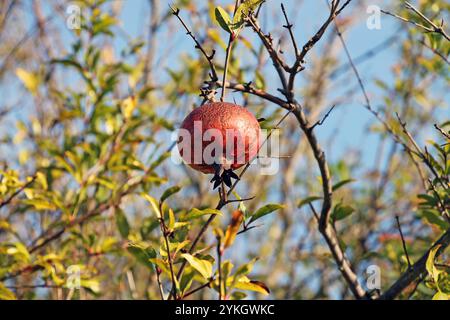 Closeup of pomegranate fruit on a branch in an autumn garden. Stock Photo
