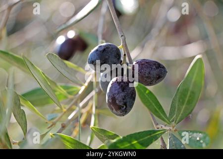 Black ripe olives on a branch growing in the garden closeup. Stock Photo
