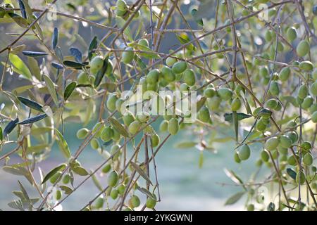 Olive tree branches with green olives growing in the garden. Stock Photo