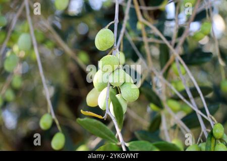 Fresh green olives growing on the tree closeup. Stock Photo